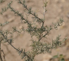 Artemisia marschalliana
