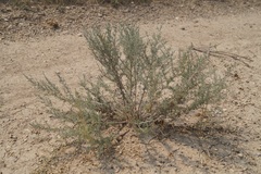 Artemisia marschalliana