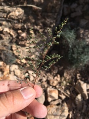 Argyrochosma microphylla