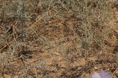 Artemisia santonicum