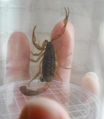Centruroides limpidus