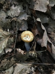 Russula amerorecondita