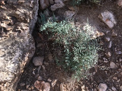 Argyrochosma microphylla