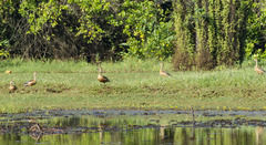 Dendrocygna javanica