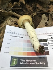 Russula amerorecondita