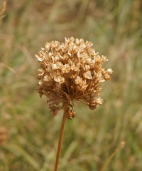 Allium rotundum