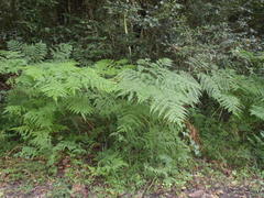 Pteris buchananii