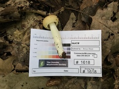 Russula amerorecondita