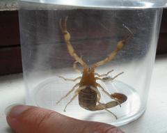 Centruroides limpidus