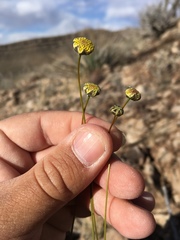 Thelesperma longipes