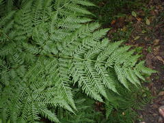 Pteris buchananii
