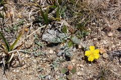 Potentilla breweri