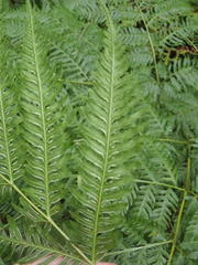 Pteris buchananii