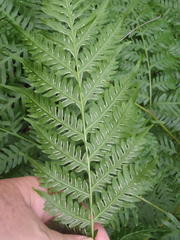 Pteris buchananii