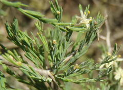 Asparagus capensis capensis
