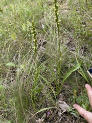 Spiranthes ochroleuca
