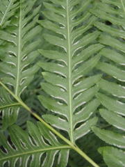 Pteris buchananii
