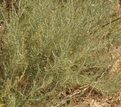 Artemisia taurica