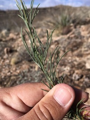Thelesperma longipes