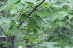 Euonymus maximowiczianus