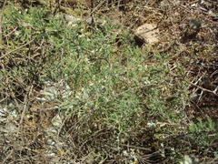 Asparagus capensis capensis