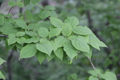 Euonymus maximowiczianus