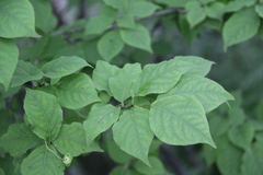 Euonymus maximowiczianus