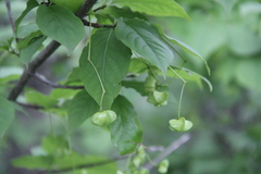 Euonymus maximowiczianus