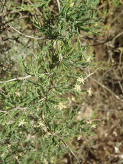 Asparagus capensis capensis