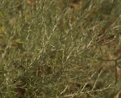 Artemisia taurica