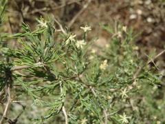 Asparagus capensis capensis