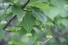 Euonymus maximowiczianus