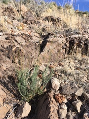 Thelesperma longipes