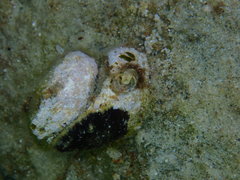 Pseudochama gryphina