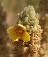 Verbascum ovalifolium
