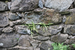 Asplenium ruprechtii
