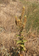 Verbascum ovalifolium