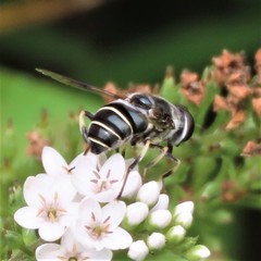 Eristalis saxorum