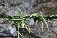 Asplenium ruprechtii
