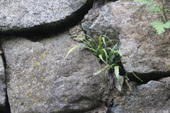 Asplenium ruprechtii