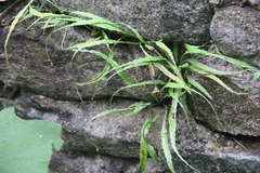Asplenium ruprechtii