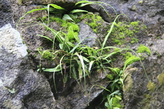 Asplenium ruprechtii