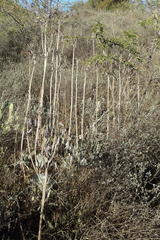 Cotyledon orbiculata spuria