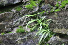 Asplenium ruprechtii