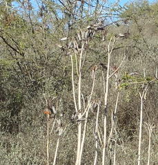 Cotyledon orbiculata spuria