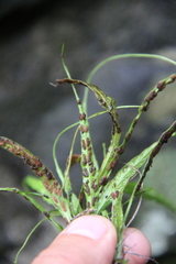 Asplenium ruprechtii