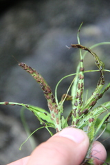 Asplenium ruprechtii