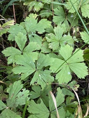 Anemonastrum baicalense