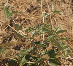 Atriplex aucheri