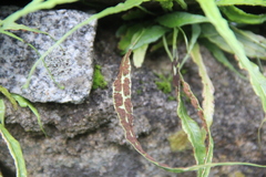 Asplenium ruprechtii